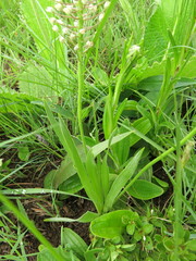 Schizocarphus nervosus