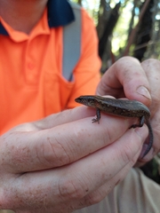 Oligosoma aeneum