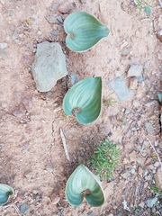 Eriospermum capense capense