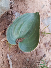 Eriospermum capense capense