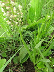 Schizocarphus nervosus