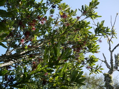 Knightia excelsa