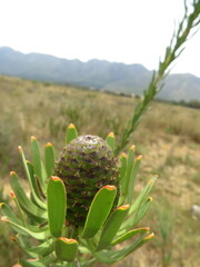 Leucadendron chamelaea