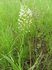 Schizocarphus nervosus