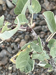 Jatropha canescens