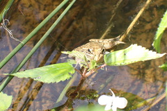 Amietia fuscigula