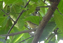 Phylloscopus trochiloides