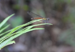 Rhinocypha pagenstecheri timorana