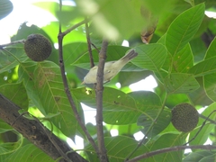 Phylloscopus trochiloides