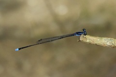 Prodasineura laidlawii