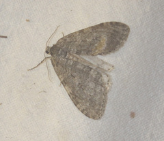 Operophterini