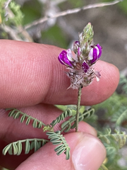 Dalea brandegeei