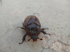 Scarabaeidae