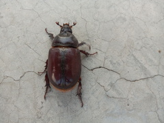 Scarabaeidae