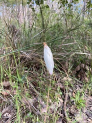 Johnsonia lupulina