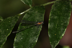 Lestoidea
