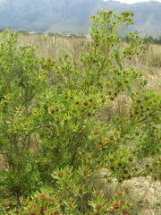 Leucadendron chamelaea