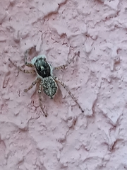 Menemerus semilimbatus