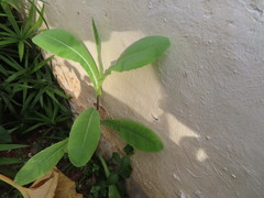 Lactuca serriola