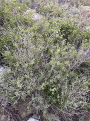 Dalea brandegeei