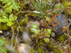 Hydrocotyle callicarpa