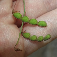 Desmodium arizonicum
