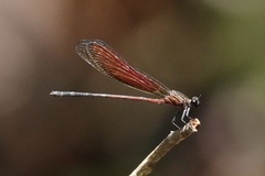 Euphaea ochracea