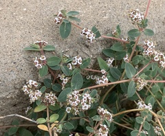 Euphorbia capitellata