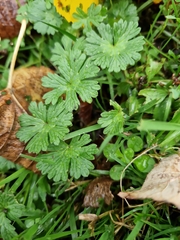 Geranium pusillum