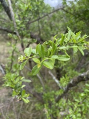 Gymnosporia maranguensis