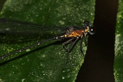 Lestoidea