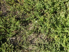 Frankenia pauciflora