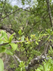 Gymnosporia maranguensis