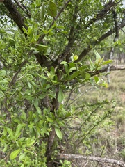 Gymnosporia maranguensis