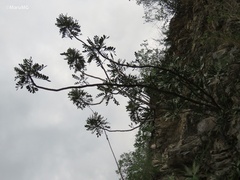 Pseudosmodingium virletii