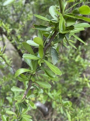 Gymnosporia maranguensis