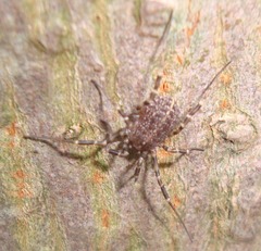 Egaenus convexus