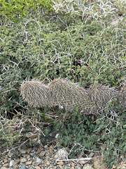 Opuntia pycnantha