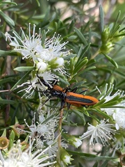 Stenoderus suturalis