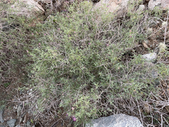 Dalea brandegeei