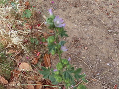 Malva parviflora