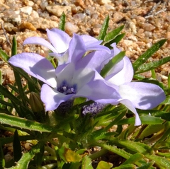 Wahlenbergia acaulis