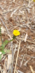 Hypochaeris glabra