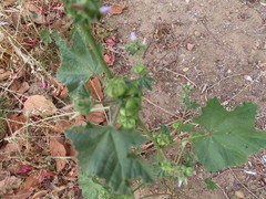 Malva parviflora