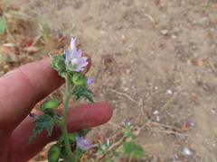 Malva parviflora