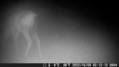 Alcelaphus buselaphus caama