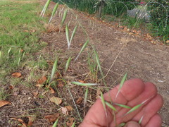 Avena barbata