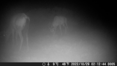 Alcelaphus buselaphus caama