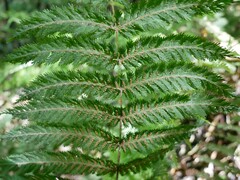 Leptopteris hymenophylloides