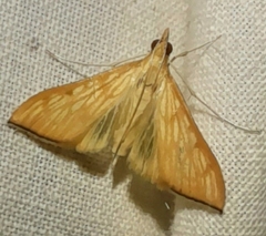 Antigastra catalaunalis